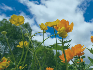 Growth and Challenge