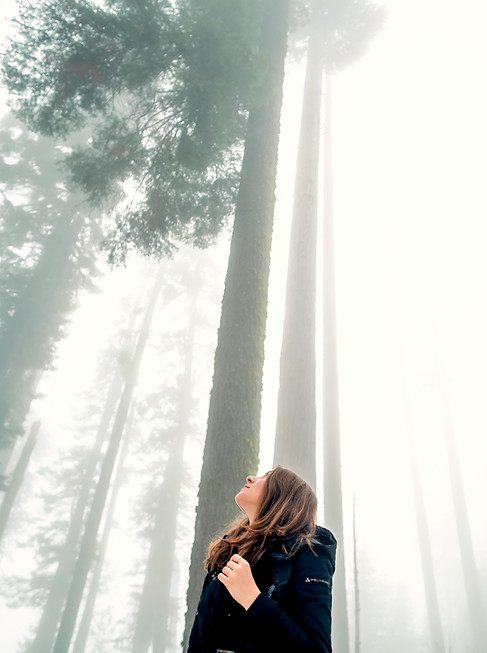 Experience the last remnants of winter in the giant forest._edited.jpg