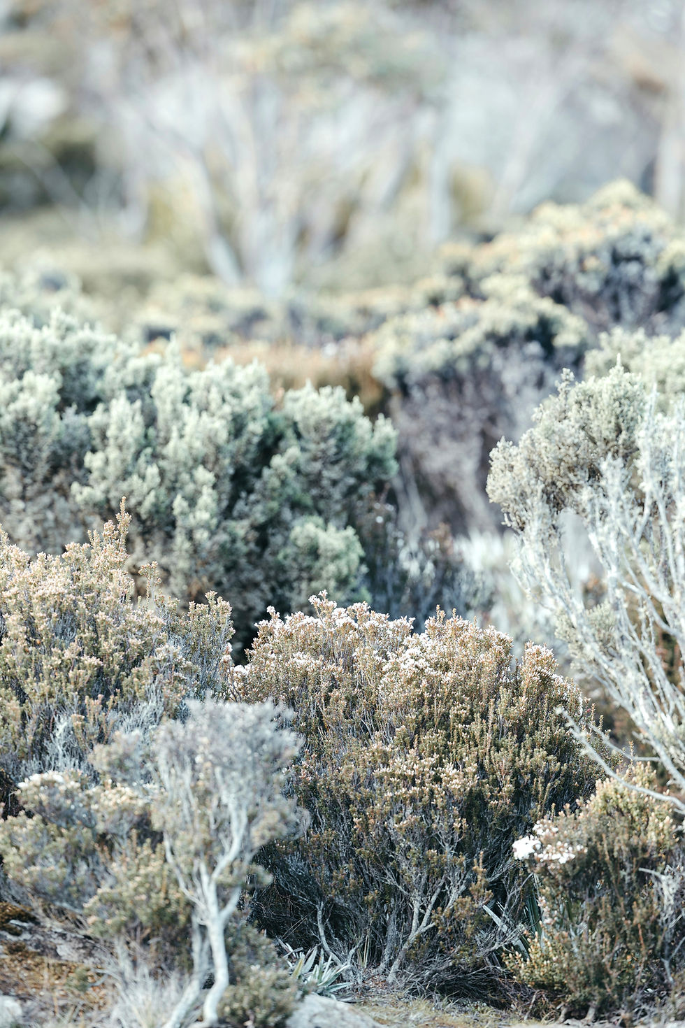 Forest floor showing cycles of change, meaning-making, and life transitions