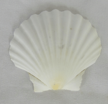 5" scallop shell