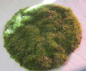 moss pads