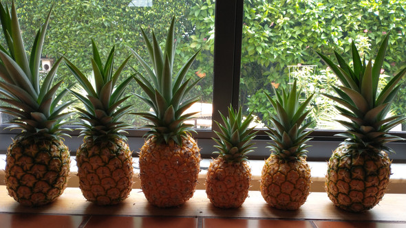 Pineapple Crop
