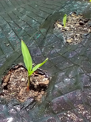 Corn Sprouts