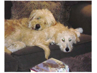 DOGma Lesson: "Patience"