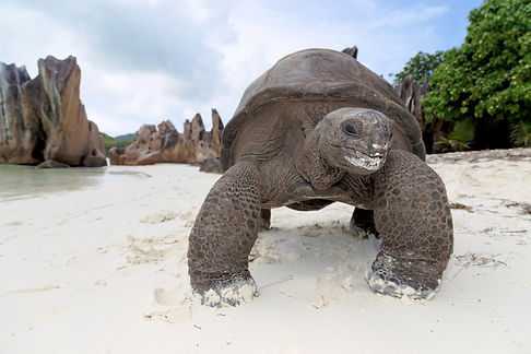 STB-Tortoise-Curieuse-Is-Chris-Close.jpg