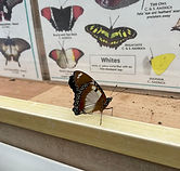 Butterfly World and Farm Park