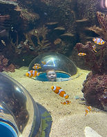 Oceanarium