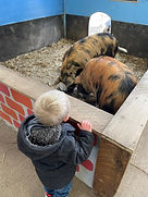 Piglets Adventure Farm