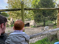 Exmoor Zoo