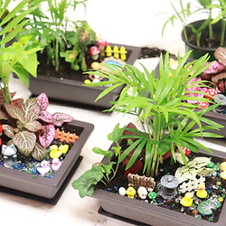 Horticultural Therapy and Workshops