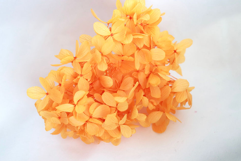 Thumbnail: 0151-0-351 Orange Hydrangea