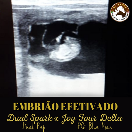 EMBRIÃO EFETIVADO - JOUR FOUR DELTA (PG Blue Max) com DUAL SPARK (Dual Pep)
