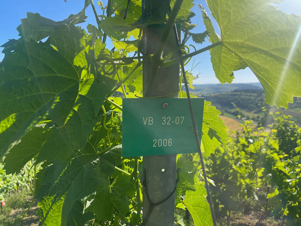 Rebumgang 18.6.2026 "Biowein im Trend"