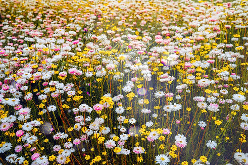 Wild Flowers_edited.jpg