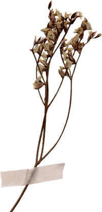 dried_flower03-486x1024.png