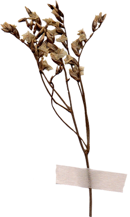 dried_flower01.png