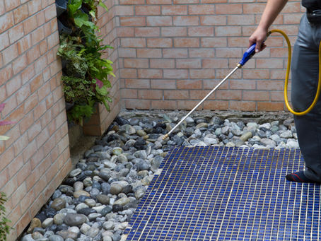 Does Homeowners Insurance Cover Rodent or Wood-Destroying Insect Damage?