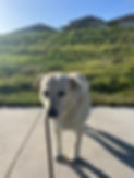 IMG_1780.jpeg