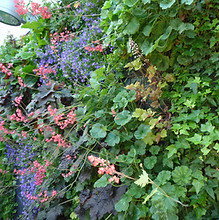mur-végétal-rootspaysages-78-yvelines.JPG