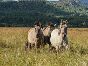 The Equine Perspective: Who Horses Are