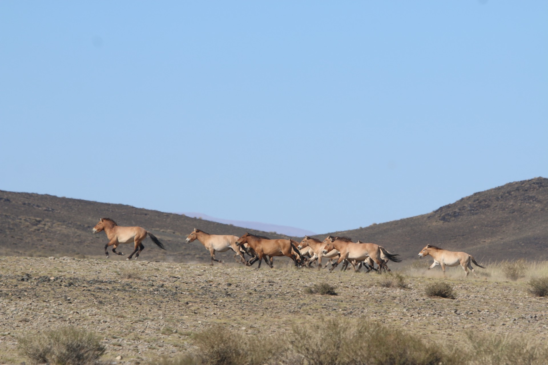 Takhi - The World's Last Wild Horse