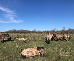 Wicken Fen 7.jpg