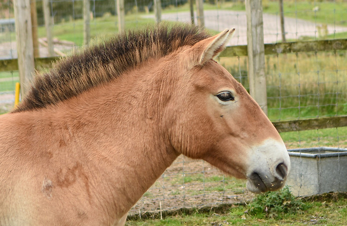 Wild Equid 1.jpg