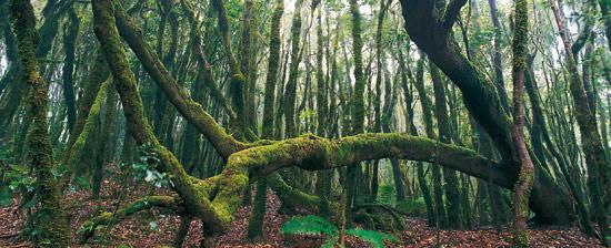Laurisilva canaria: