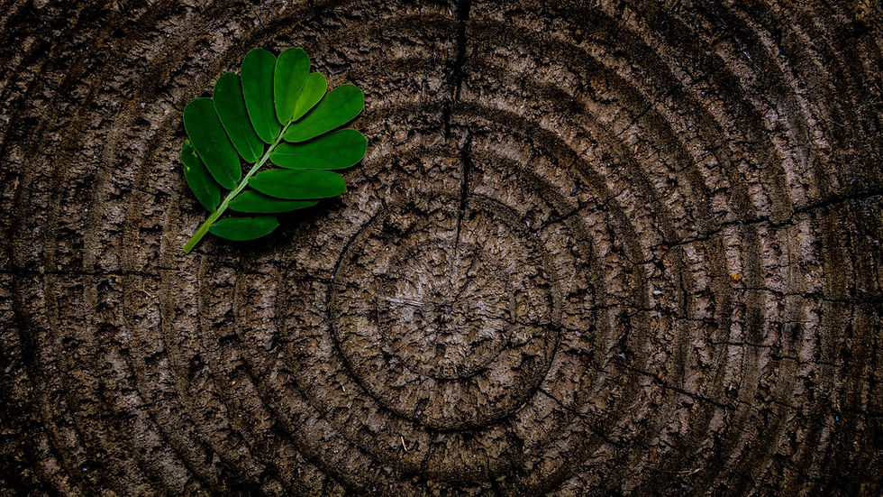 leaf_root_banner_edited.jpg