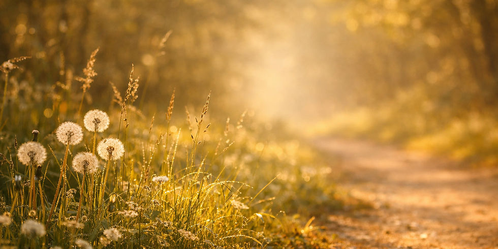 Golden light on soft grass and dandelions at the edge of a woodland path, symbolising calm reflection and gentle closure.