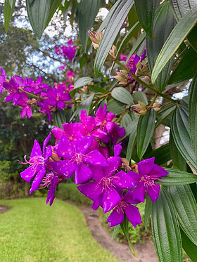 Flowering Tree in The Arbors
