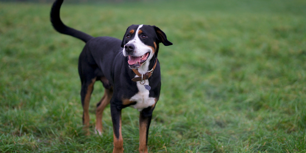 Medium/Large Dog Play
