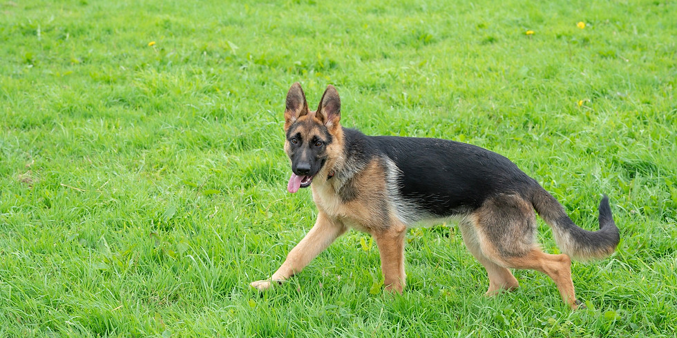 Medium & Large Dog Play