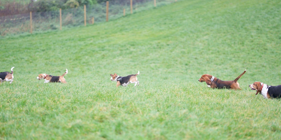 Beagle/Basset- Play Session