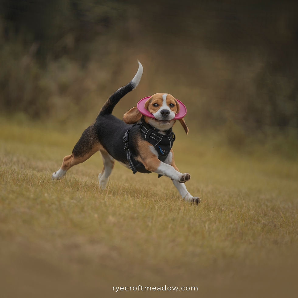 Beagle/Basset Bash!