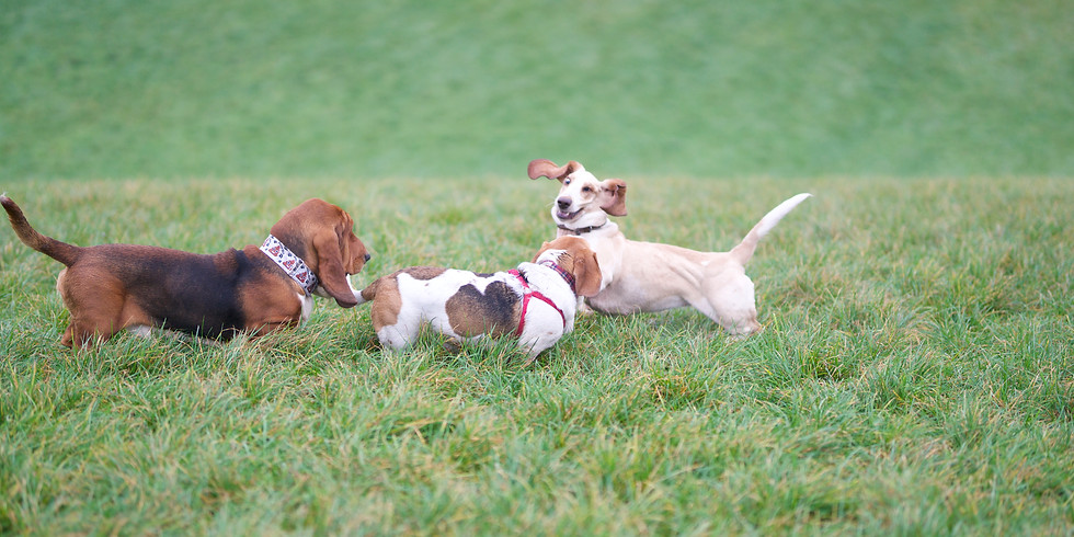 Beagle/Basset- Play Session CHRISTMAS!