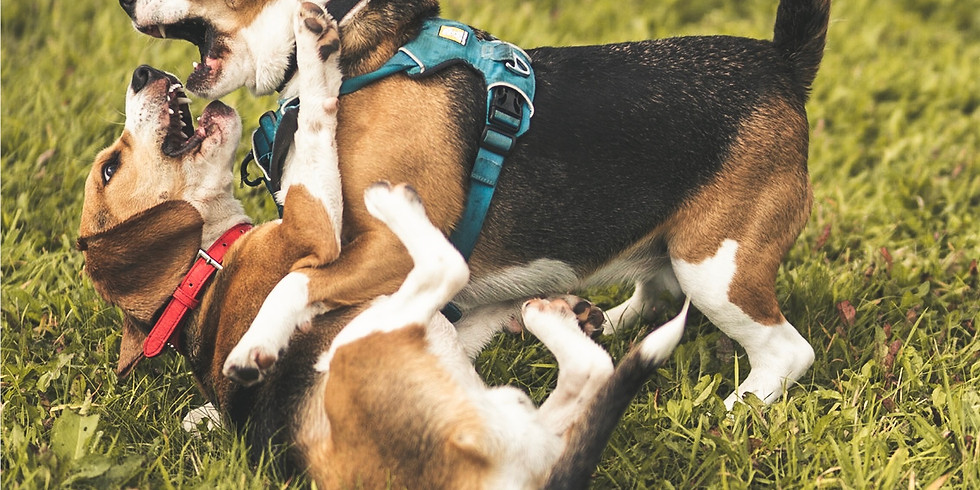 Medium & Large Dog Play