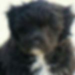 Another DCDogFinders happy customer