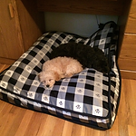 Another DCDogFinders happy customer