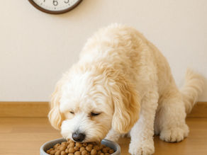 Free Feeding Is Better Than Scheduled Meals