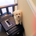 Another DCDogFinders happy customer