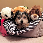 Another DCDogFinders happy customer