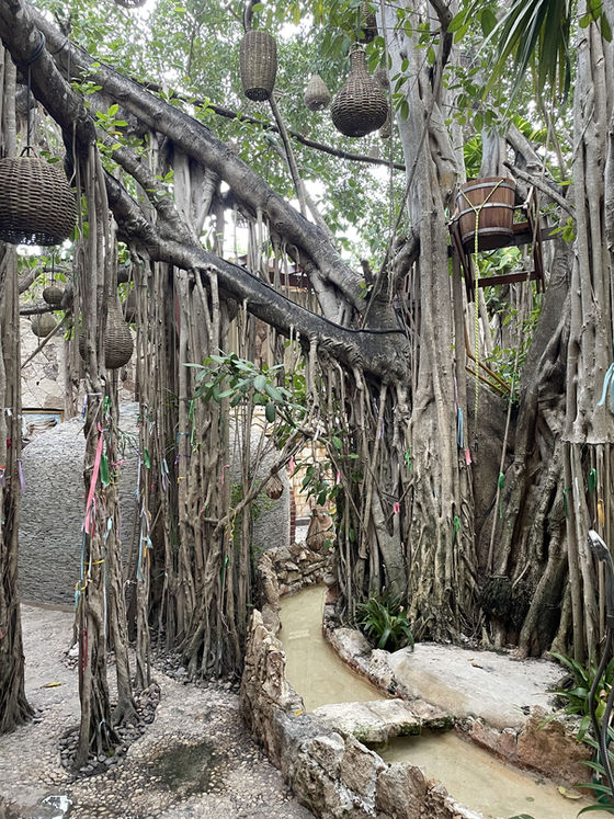 Canastas y listones colgados entre las raíces aéreas de un árbol grande, junto a un canal de agua