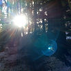 Sun_Shining_Thru_Trees.jpg