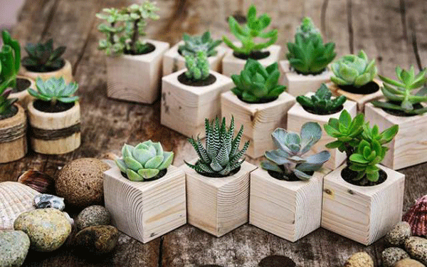 99garden-cây cảnh mini