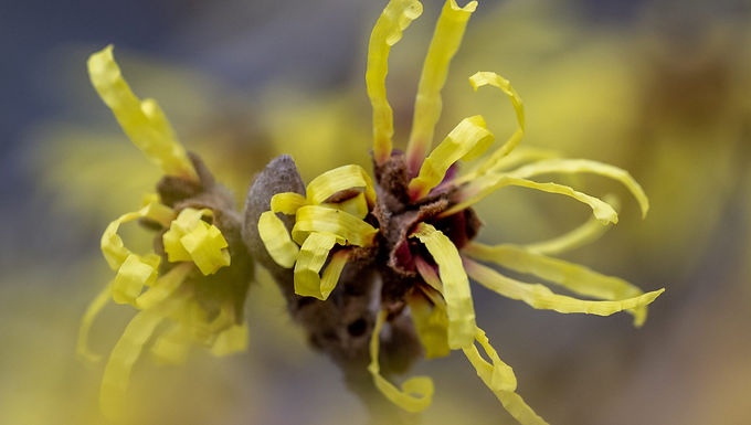 Winter Color and First Flowers