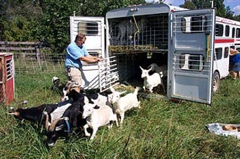 goats exiting trailer.jpg