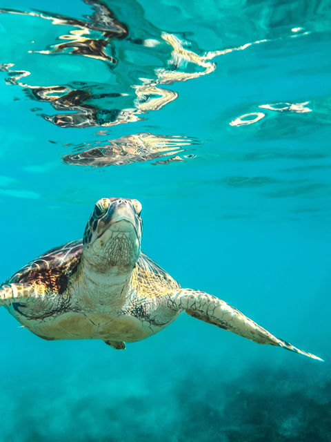 Caretta Caretta Turtle.jpg