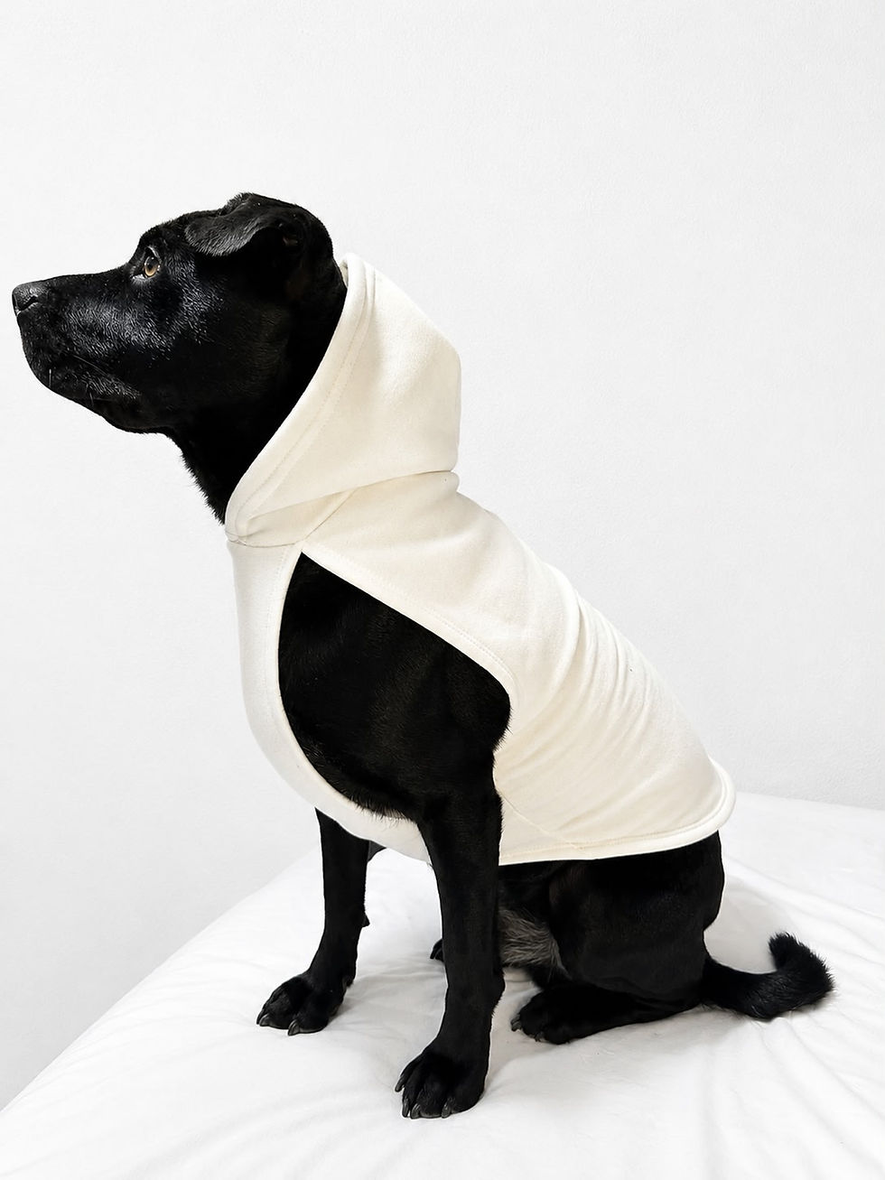 Miniatura: BUZO DE PERRO CON CAPUCHA