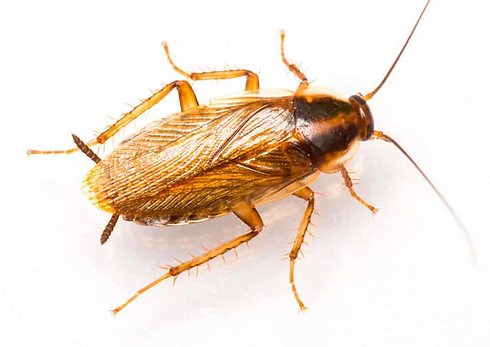 blatte germanique.png